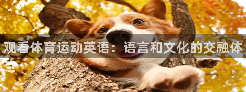 vsport体育官网下载是干嘛的公司：观看体育运动英